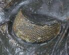 Detailed Zlichovaspis Trilobite - Atchana, Morocco #56806-5